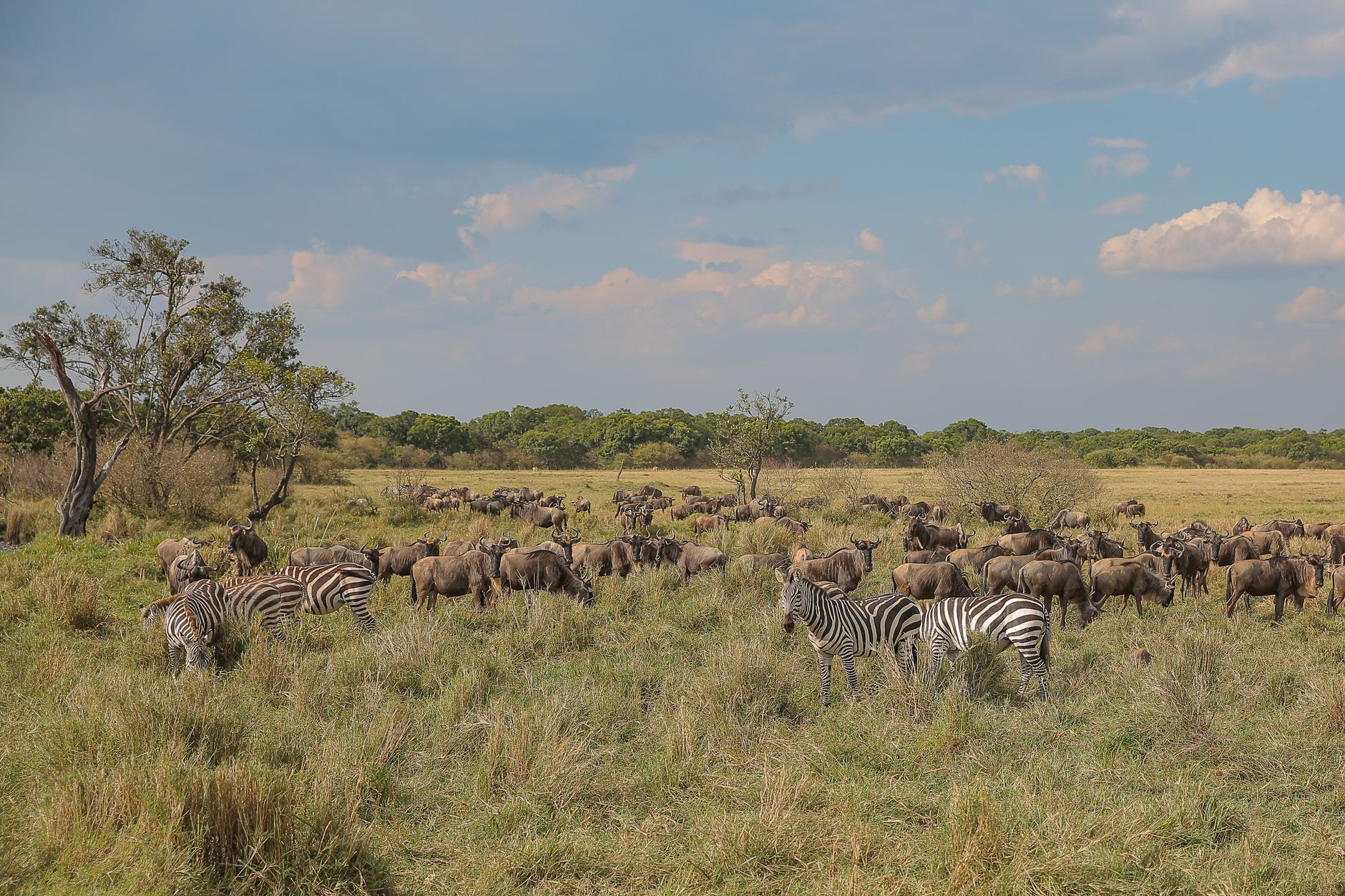 Najpiękniejsze parki narodowe Kenii: Masai Mara, Amboseli i nie tylko