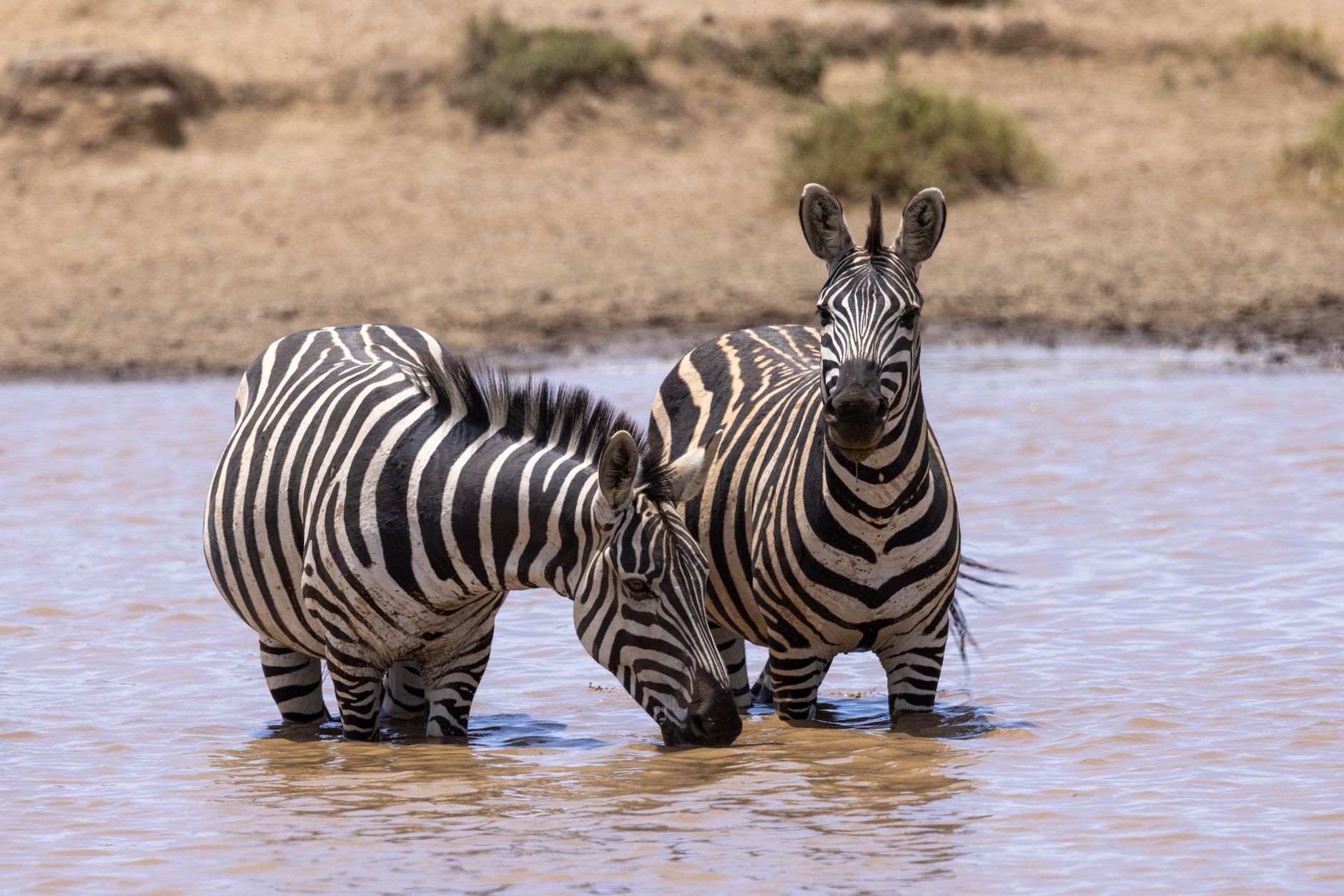 Najpiękniejsze parki narodowe Kenii: Masai Mara, Amboseli i nie tylko