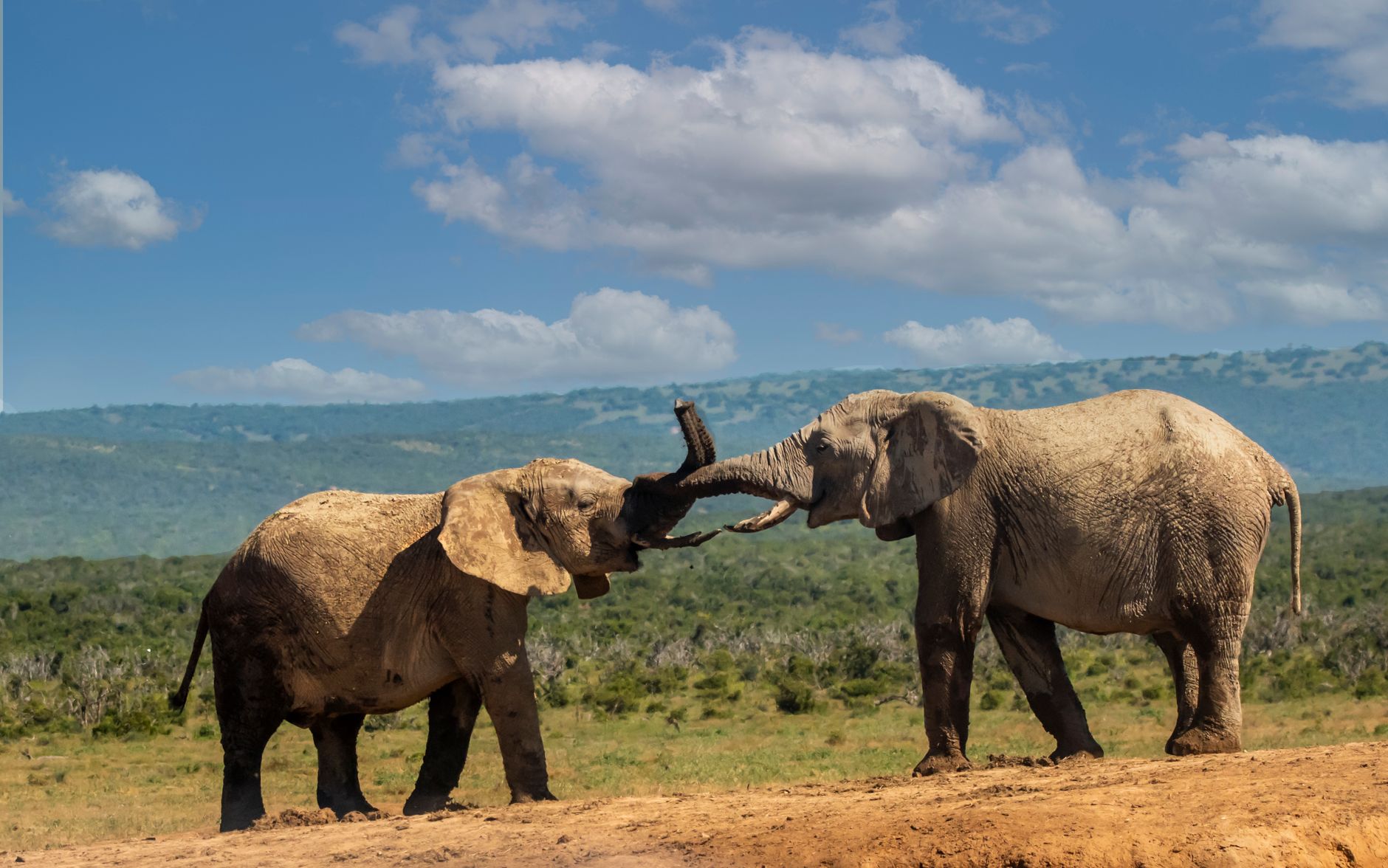 Najpiękniejsze parki narodowe Kenii: Masai Mara, Amboseli i nie tylko